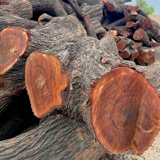 Acacia Wood