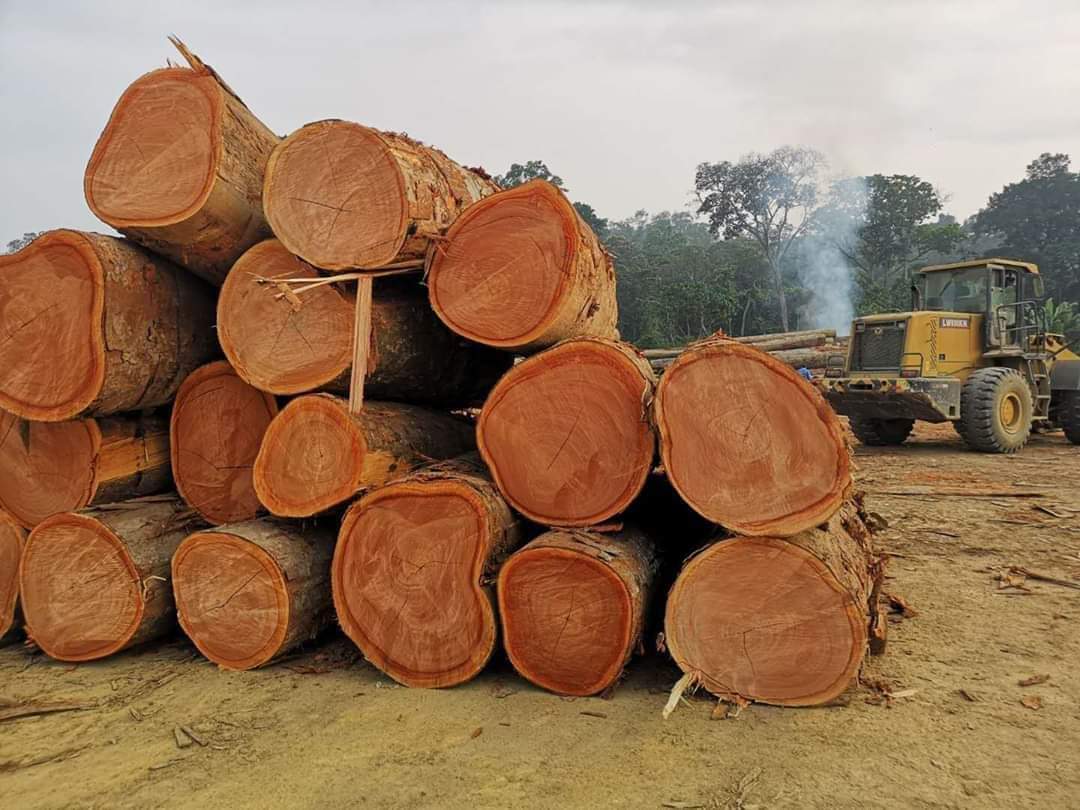 African Teak Wood showcasing exceptional durability and stunning appearance