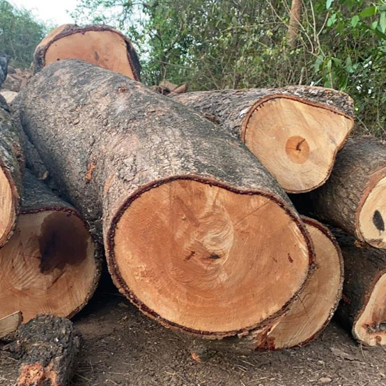 Sagwan Wood sawn timber with fine natural grain patterns